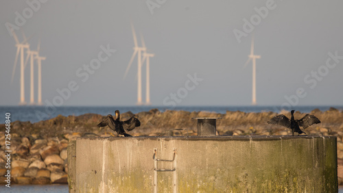 Cormorant basking with wind turbines in the background