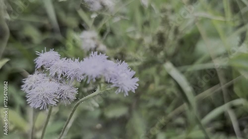 Delicate Fluffy Lavender Wildflower in the Grass