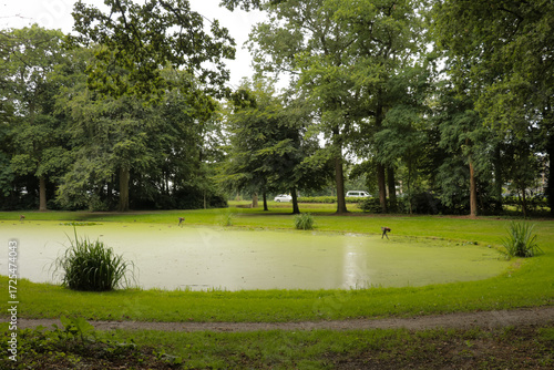 Fotografie Pond lake in recreational forest park, with peaceful green trees and grass field to explore, hike and adventure