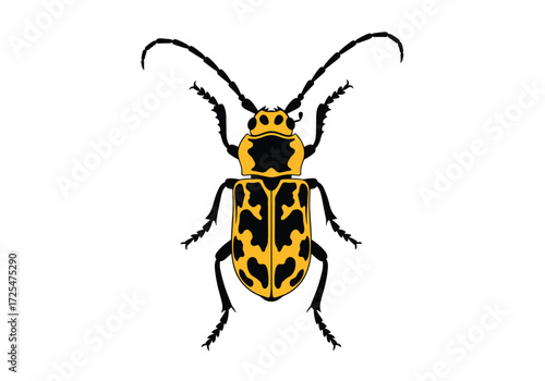 A western corn rootworm with black and yellow markings.