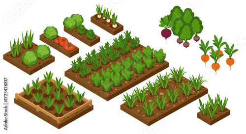 Isometric garden beds with fresh vegetables and herbs growing in soil