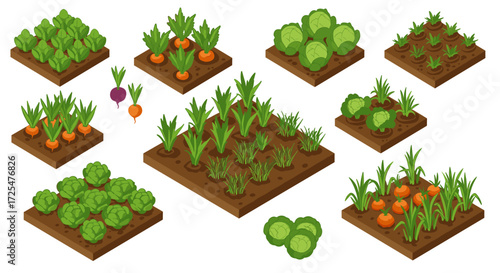 Isometric garden patches with vegetables and herbs