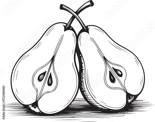 Pear and apple fruit vector illustration sketch
