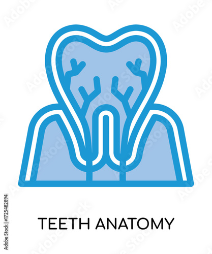 Dental teeth anatomy medical flat glyph illustration