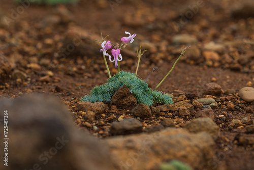 蔵王山の火山礫に咲く駒草