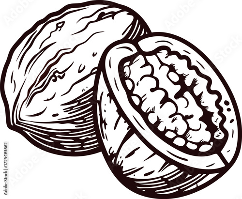 Hand drawn walnut illustration vintage engraved nut in shell and kernel half isolated on white background