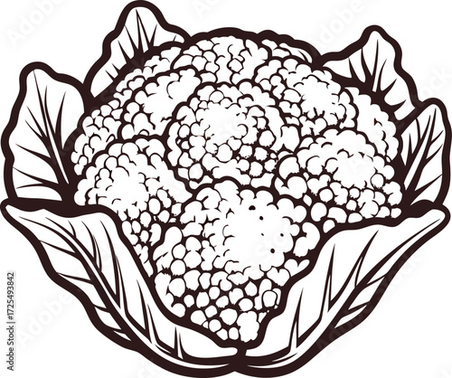 Hand drawn cauliflower vegetable isolated on white background vintage engraved botanical illustration