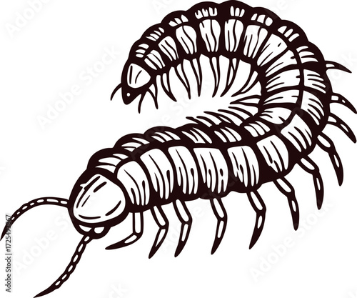 Detailed black and white illustration of centipede crawling with segmented body, long antennae, and numerous legs isolated