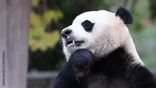 Male panda returned from USA, Xiao Qi Ji, eating carrot 