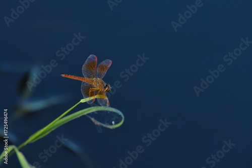 Dagonfly on green leaf.