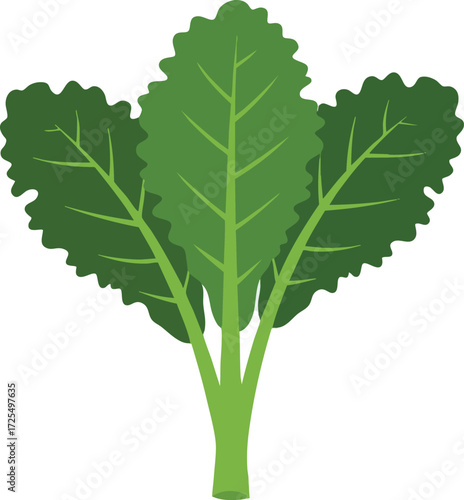 Illustration of fresh, green leafy vegetable on an isolated background