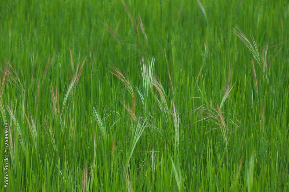 Fototapeta premium Rice landscape, green grass background. landscape from Thailand.