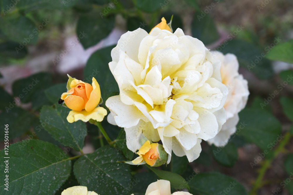 Obraz premium Beautiful white rose flower closeup in garden, A very beautiful white rose flower bloomed on the rose tree, Rose flower closeup, bloom flowers, Natural spring flower, Natural floral background,