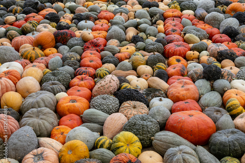 Colorful assortment of pumpkins and gourds at harvest festival
