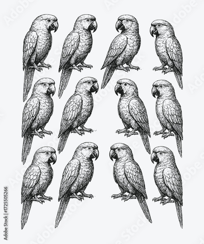 Illustration of cockatoos perched, showing feathered crests, curved beaks, and tropical bird elegance.