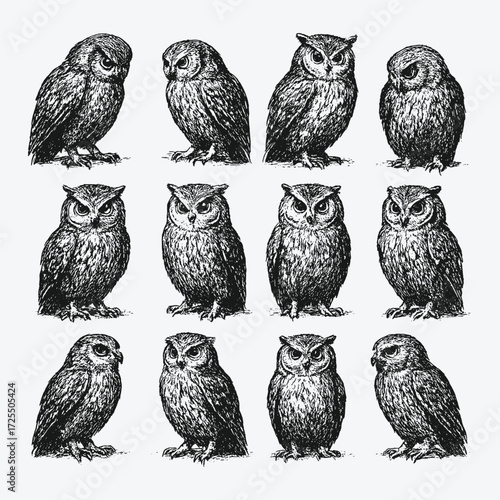 Detailed vintage illustration of owls with big eyes, perched, symbolizing wisdom, mystery, and nocturnal wildlife.