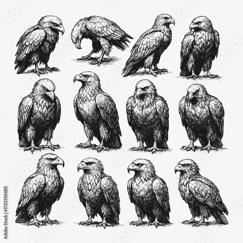 Detailed illustration of eagles perched and standing, showcasing strong beaks, sharp eyes, and majestic postures.