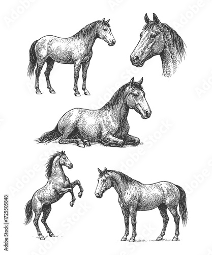 Horses grazing and playing in open meadow, symbolizing strength, freedom, elegance, and connection with nature.