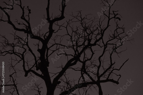 silhouette of a tree.