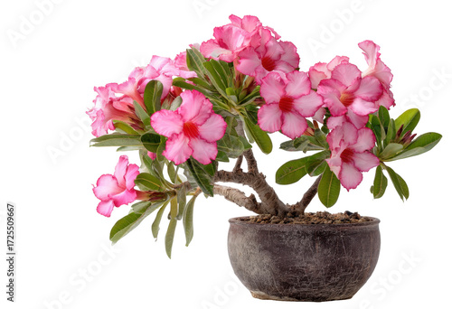 Wallpaper Mural Vibrant Pink Flowering Plant with Foliage Displaying Aesthetic Beauty in a Decorative Pot on transparent background Torontodigital.ca