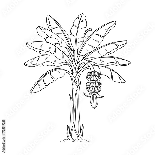 Botanical Black and White: A detailed black and white line art illustration showcasing a lush banana tree, with its iconic leaves and bunch of bananas, exuding a tropical ambiance.