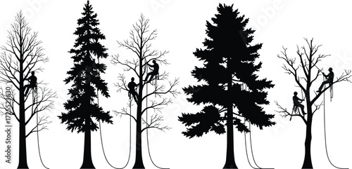 Silhouette of Arborists Climbing Trees, Tree Trimming Workers, Tree Cutting Illustration, Tree Surgeons with Ropes, Forest Maintenance Vector Art