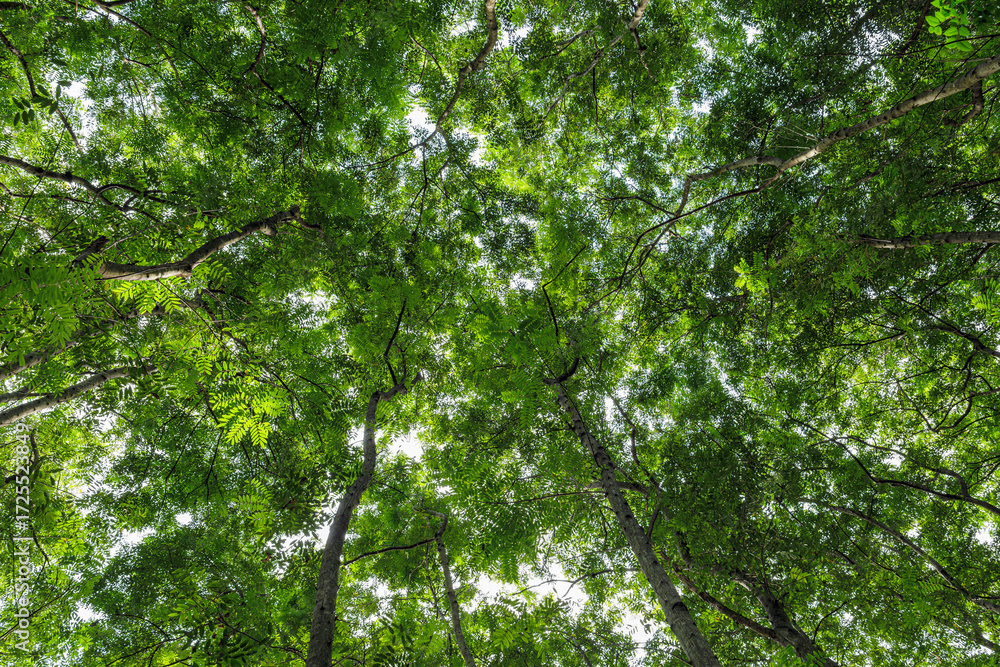 Fototapeta premium Bottom-up view beautiful green forest. sunrise in a spring forest with bright young foliage glowing in the rays of the sun and shadows from tree