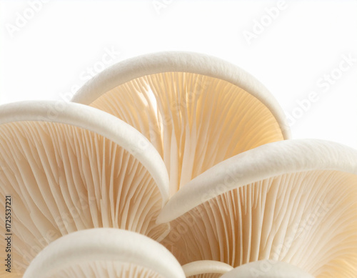 Oyster Mushroom Cluster