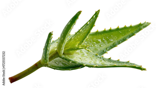 Fresh green aloe vera leaf natural herbal plant medicine skincare ingredient isolated on white background