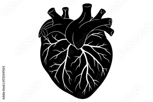 Vector art of anatomical heart illustration for medical use