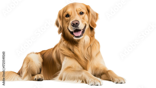 A cheerful golden retriever lying down on a clean white background. its playful demeanor and friendly expression. perfect for pet-related content or advertisements