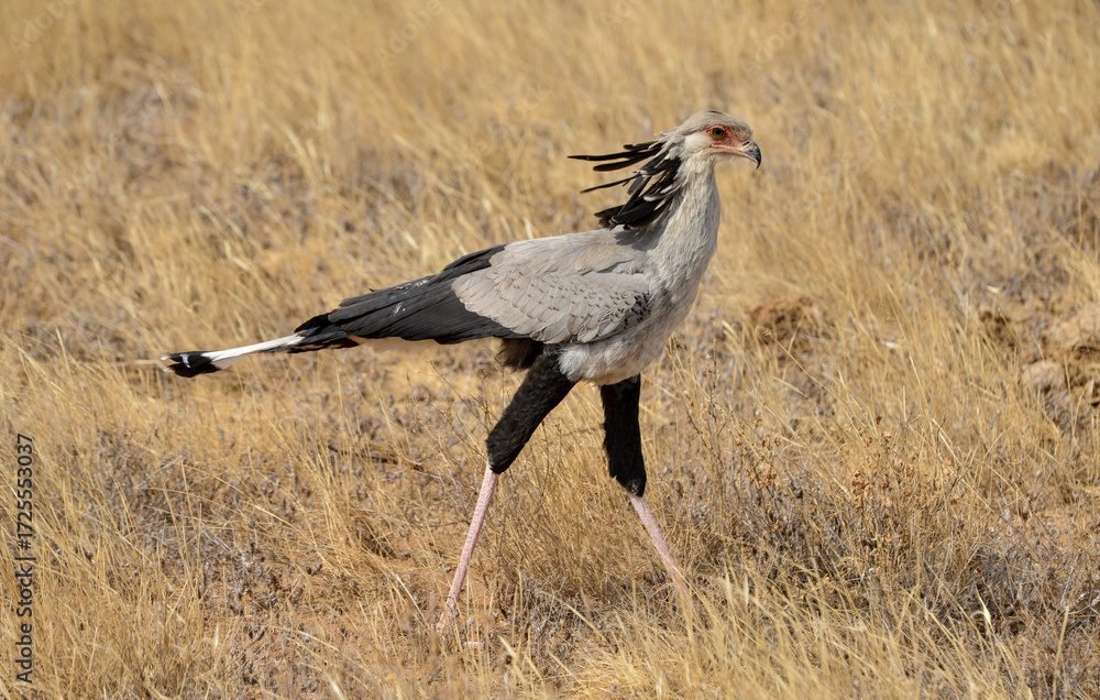 Obraz premium Messager sagittaire, Sagittarius serpentarius, Secretarybird, Afrique