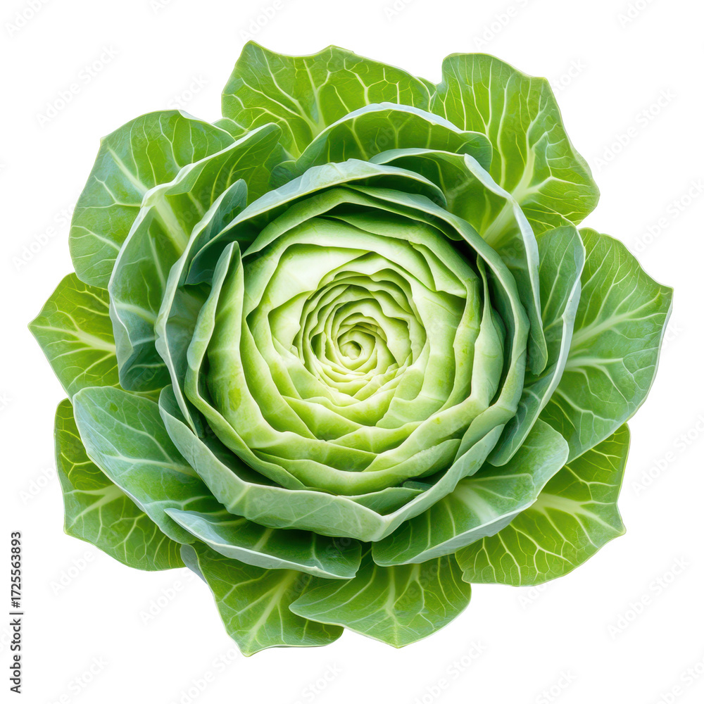 Obraz premium Vibrant Green Cabbage Head 