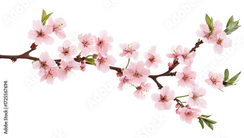 Wallpaper Mural A delicate branch of cherry blossoms in full bloom. soft pink petals against a white background. perfect for spring-themed designs. invitations. or nature-inspired art Torontodigital.ca