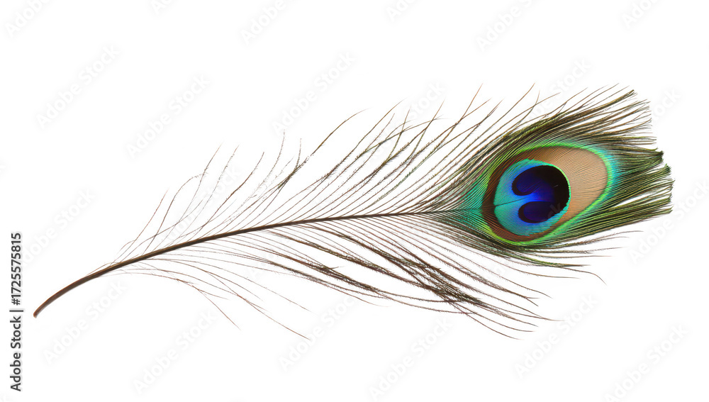 Obraz premium A peacock feather intricate patterns and colors. elegantly laid against a white background. perfect for nature-themed designs and artistic projects