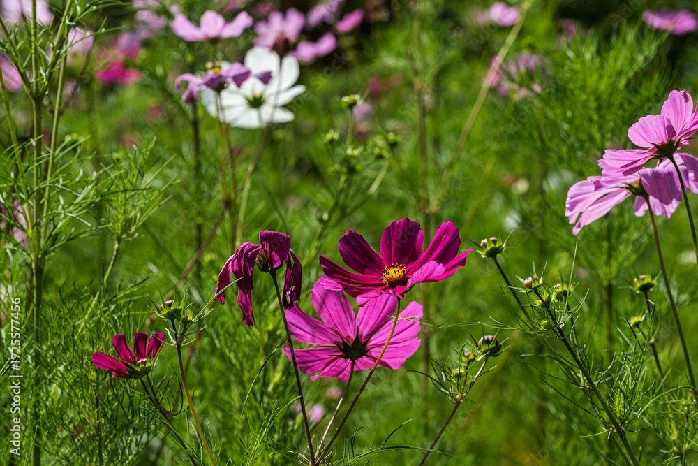 Obraz premium A meadow full of cosmos flowers next to the Bismarck Tower hiking trail in Rheinhessen in autumn
