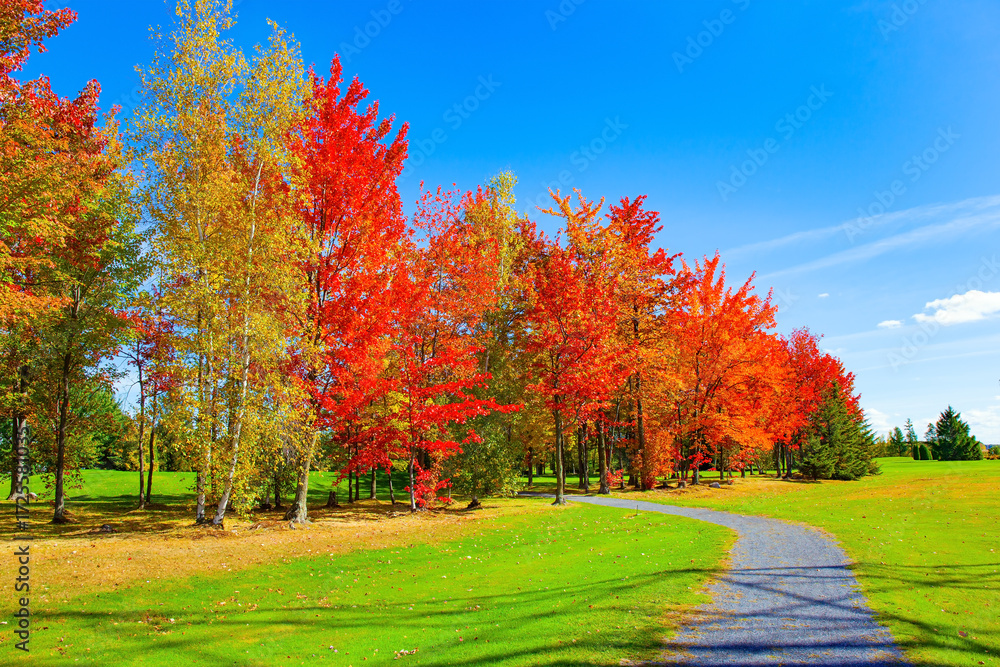 Fototapeta premium The green lawn