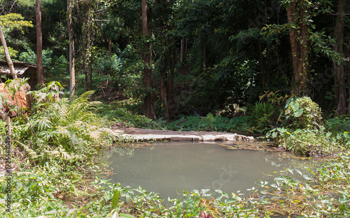 A secluded forest pond surrounded by dense vegetation, capturing raw natural habitat and rural tranquility in tropical Thailand.