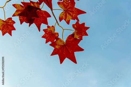 red maple leaves  Background, texture, advertising ,space