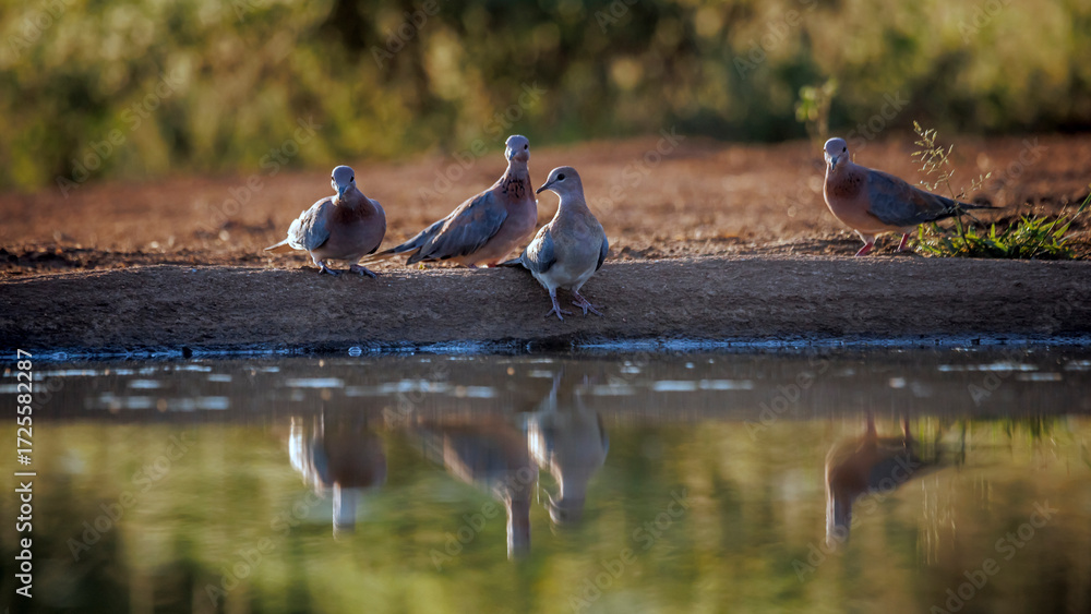 Fototapeta premium four Laughing Dove standing front view along waterhole with reflection in Greater Kruger National park, South Africa ; Specie Streptopelia senegalensis family of Columbidae