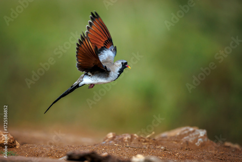 Namaqua Dove male taking off flying from waterhole in Greater Kruger National park, South Africa ; Specie Oena capensis family of Oena capensis