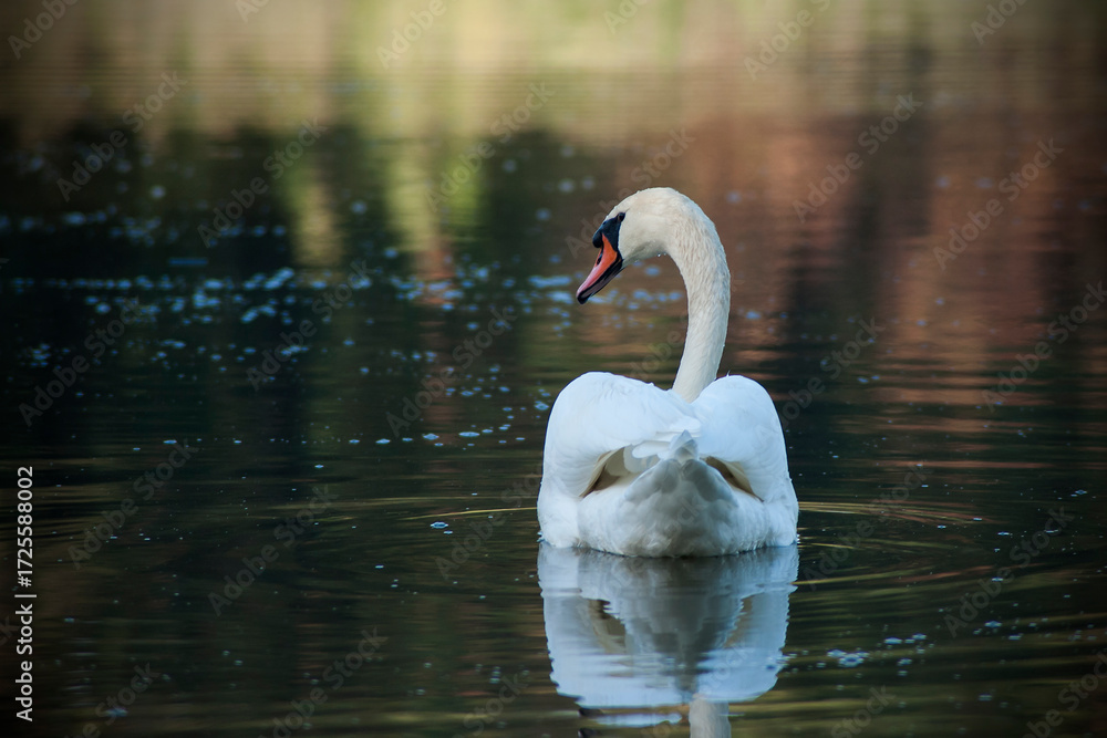 Fototapeta premium White swan on the pond in september