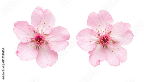 Two delicate pink cherry blossoms with intricate petals and stamens. set against a clean white background. ideal for nature-themed projects and floral design inspiration