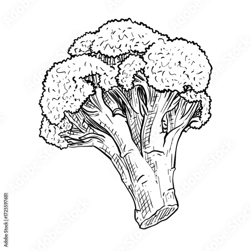 broccoli vector hand drawn illustration