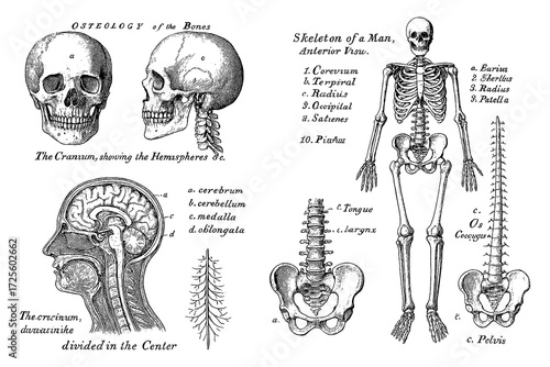 Vintage human anatomy illustration with skulls and skeleton bones, Transparent Background