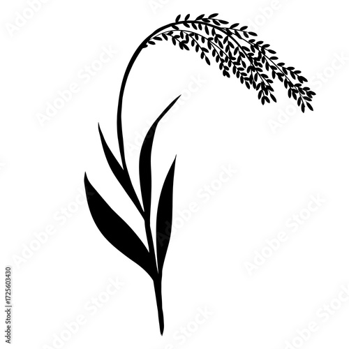 Vector silhouette of rice plant