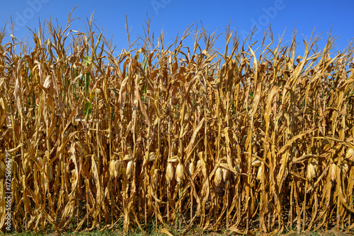 Field corn ready for harvest in the late day golden sun of a bright and sunny September day. Field corn is used to feed livestock, make ethanol and thousands of other bio-based products.

