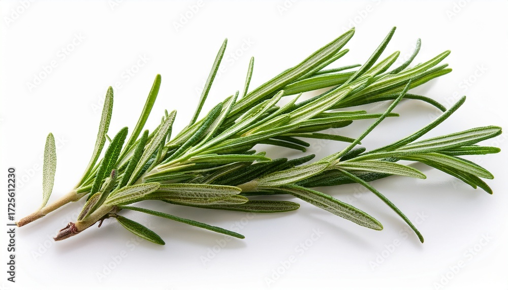 Fototapeta premium rosemary on a white background
