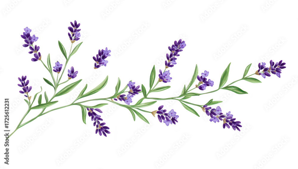 Fototapeta premium A beautiful arrangement of lavender flowers with purple blooms and green leaves. set against a clean white background. ideal for use in floral designs or wellness themes