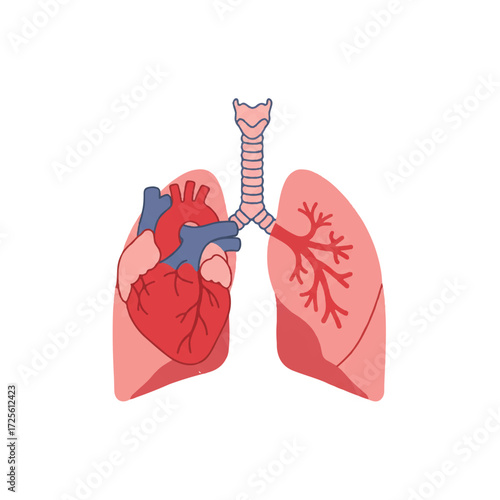Detailed 2D flat vector illustration showcasing the human heart and lungs as vital internal organs, presented clearly on a clean white background.